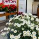 Residence Ravisa Dolomites, Selva di Val Gardena (zdjęcie 3)