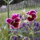 Krogsgaarden B&B, Nibe (фото 7)