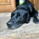 Lehm-Fachwerk-Denkmal, Arnshall - 写真 6