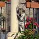 B&B I Laghetti, Villalago