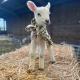 Ewe Stay, Harrogate (fotografie 10)