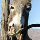 Alpha Excelsior Donkey camp, Cederberg (фото 2)