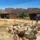 Alpha Excelsior Donkey camp, Cederberg (фото 10)