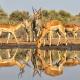 Korabi Lodge & Game Farm
