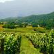 Domaine Carrel & Senger, Jongieux (fotografie 7)