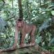 Magpie homestay & jungle trekking especially for guest trekking with us, Bukit Lawang (fotografie 5)