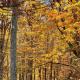 Smokey Mountain Getaway - new renovation - Mountain Views with Sunsets, Whittier (fotografie 6)