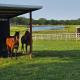 Lakefront w Fire Pit, Lake Fun, and Horse Feeding, Emory - Fotografie 4