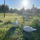 Farmen - beautiful view among animals