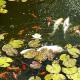 Chez Marie, Cercy-la-Tour (photo 7)