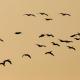 Zambezi Dusk, Livingstone (photo 6)