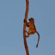 Zambezi Dusk, Livingstone (photo 9)