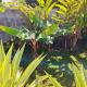Appartement Pamplemousses, Plaine des Papayes (Foto 7)