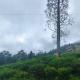 Surya Homestay - Rural Tea Garden Homestay, 大吉岭 - 照片 9