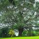 Whispering Peepul Resort, Badlapur - Fotografie 10