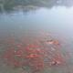 Pond Beach Hazel with hot tub, Rathdowney (foto 8)