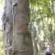 Wild Paradise Guest House & Jungle Trekking Booking With Us, Bukit Lawang - Foto 6