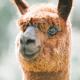 Alpacas Off Grid - Eco Cabin Takaka - Fotografie 2