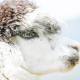 Alpacas Off Grid - House Truck Takaka - Fotografie 2