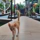 Coco Bungalows Hoi An, Hoi An - Fotografie 2