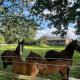 Ländliche Idylle, Bücken - Foto 2