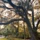 Country Welcome, Micanopy (fotografie 5)