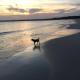 Paws and Pause at The Bay, Callala Bay - Foto 7