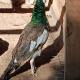 Travel Trailer with Wi-Fi at Fabulous Bok Vegas Interactive Petting Zoo and Farm, Glad Oaks Airport (foto 3)