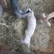 Travel Trailer with Wi-Fi at Fabulous Bok Vegas Interactive Petting Zoo and Farm, Glad Oaks Airport (foto 10)