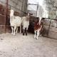 L goats house, Wadi Musa (fotografie 7)