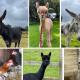 A spacious rural apartment with alpacas to enjoys, Chewton Mendip (fotografie 2)