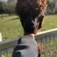 A spacious rural apartment with alpacas to enjoys, Chewton Mendip (fotografie 7)