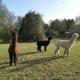 A spacious rural apartment with alpacas to enjoys, Chewton Mendip (fotografie 8)