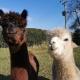 A spacious rural apartment with alpacas to enjoys, Chewton Mendip (fotografie 9)
