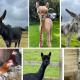 A space with amazing views and alpacas to enjoy, Chewton Mendip