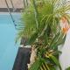 Ti Oasis COLIBRI, 1 chambre, piscine, à 150m de la Plage, Sainte-Luce (fotografie 4)