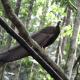 Gino's Place - Guest House & Jungle Trekking, Bukit Lawang (foto 10)