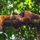 Gino's Place - Guest House & Jungle Trekking, Bukit Lawang (foto 9)