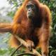Gino's Place - Guest House & Jungle Trekking, Bukit Lawang (foto 8)