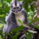 Gino's Place - Guest House & Jungle Trekking, Bukit Lawang (foto 7)