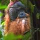Gino's Place - Guest House & Jungle Trekking, Bukit Lawang (foto 6)