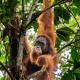Gino's Place - Guest House & Jungle Trekking, Bukit Lawang (foto 5)