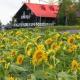 Woody Life, Kami-furano