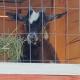 King Creole #3 - Glampsite at Farm and Bok Vegas Petting Zoo, Palestine (foto 5)