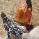 King Creole #3 - Glampsite at Farm and Bok Vegas Petting Zoo, Palestine (foto 9)