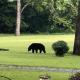 Tiny Bear Sevierville - Photo 5