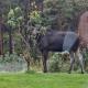 Animal trail, Sandnes - Foto 4