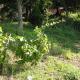 B&B IL BOSCHETTO, Calestano (fotografie 2)