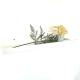 Marianne, Apartament 2 Camere, Viilor 9, Chiajna - 写真 6