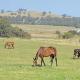 The Lancefield cottage - relax, revive and renew, Springfield